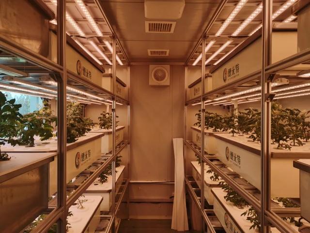 所有种植在集装箱植物工厂的蔬菜,根系穿过泡沫板汲取培养槽中的营养