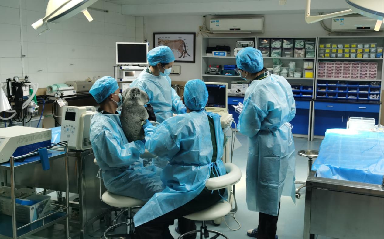 长隆野生动物世界的动物医院内,医生们正为考拉进行"b超"检查.