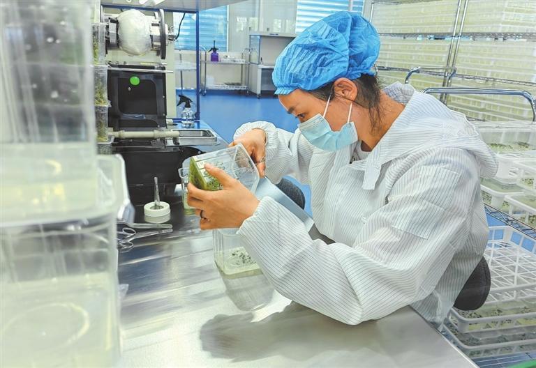 甘肃集华农业科技有限责任公司工作人员正在对马铃薯苗进行茎尖剥离