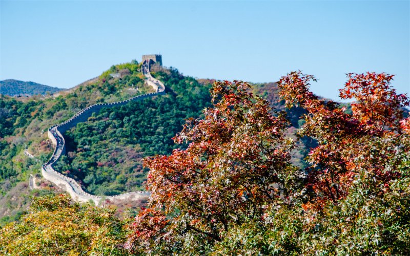 延庆八达岭长城景区内红叶进入最佳观赏期.受访者供图