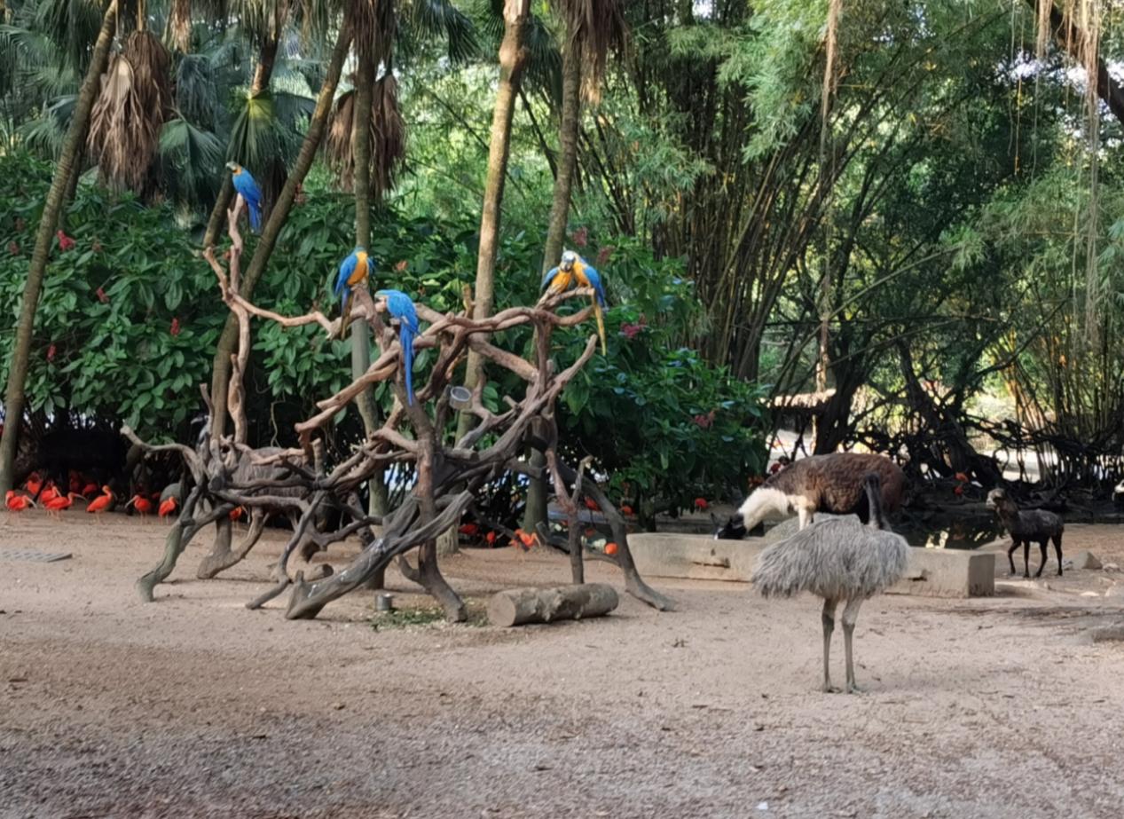 长隆野生动物世界园区内的红鹮,琉璃金刚鹦鹉,羊驼,鸸鹋(顺序由左至右