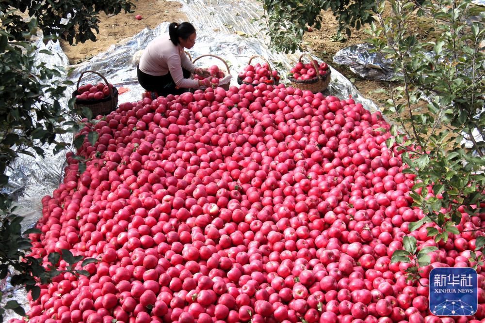 10月24日,在甘肃省平凉市静宁县余湾乡王坪村村民分拣苹果.