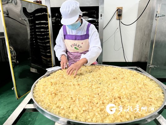 【高质量发展调研行·企业说】织金县猫场镇:一粒皂角籽 皂"富"千万家