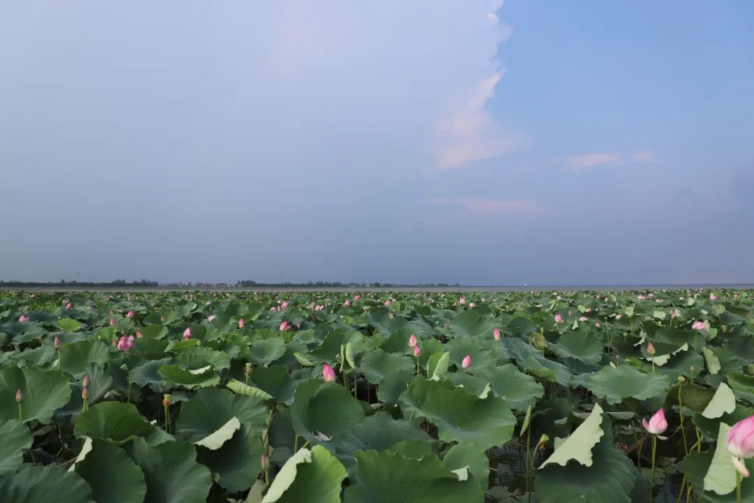 图为大通湖沿岸荷花带,益阳市生态环境局大通湖分局供图.