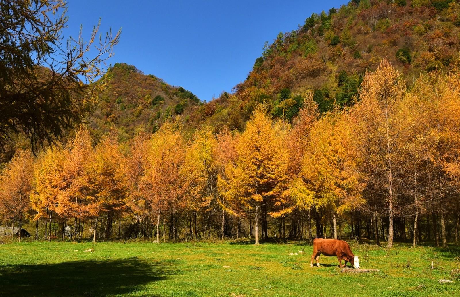 绝美秋色引客来 留坝秋季旅游大放异彩|民宿_新浪财经_新浪网
