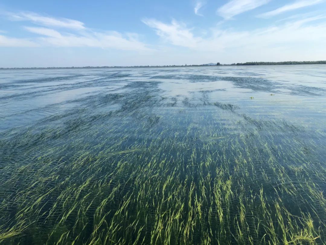 图为大通湖,水质清澈,水草摇曳.李杨供图.