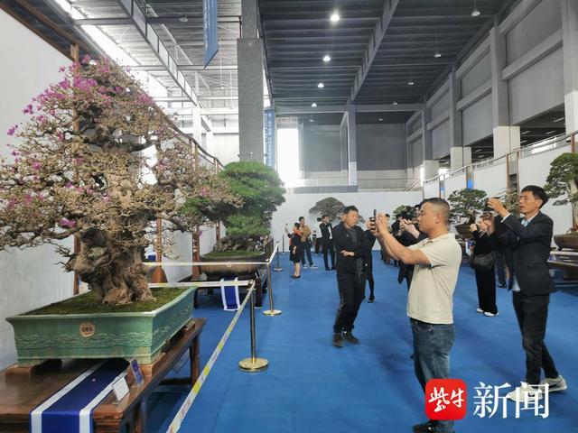 "中国鼎"盆景国家大展在如皋开幕  多方协力共助盆景技艺"申遗"