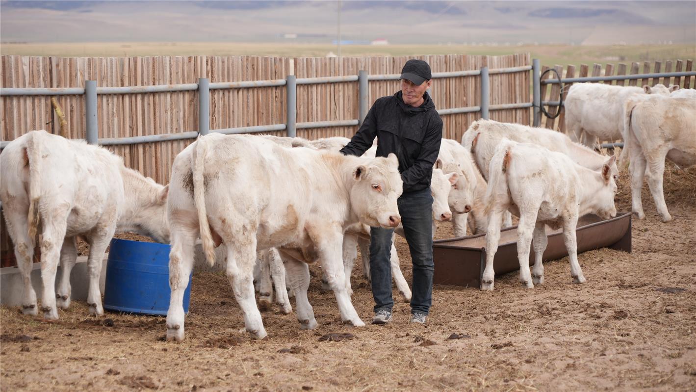 全方位建设模范自治区·北疆新实践 |"乌珠穆沁白牛"何以这么牛?