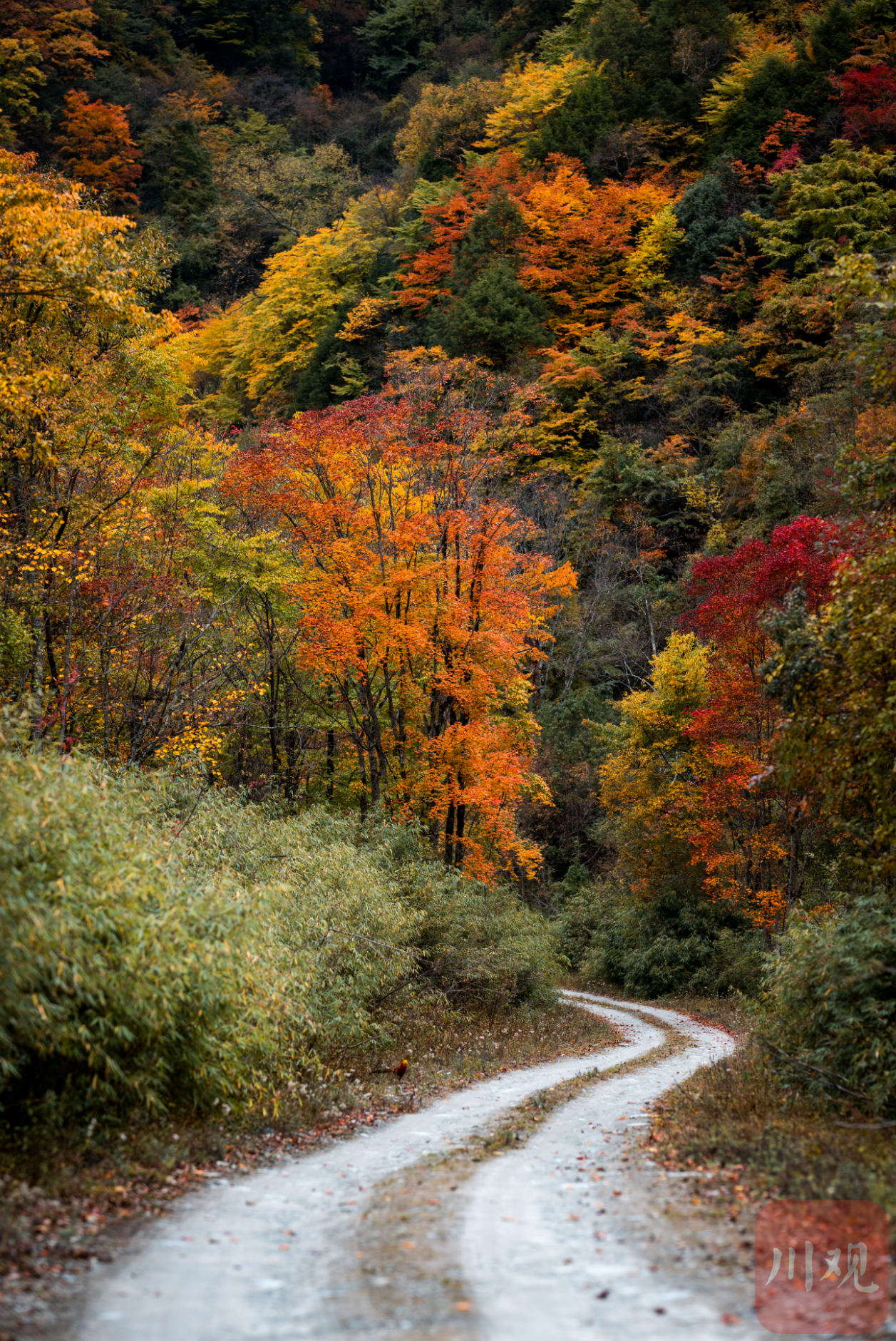 c视频丨斑斓彩林染深秋 青川唐家河换装迎金秋|秋景_新浪财经_新浪网
