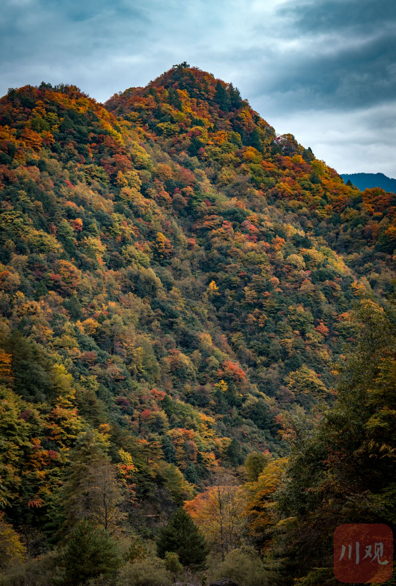 c视频丨斑斓彩林染深秋 青川唐家河换装迎金秋|秋景_新浪财经_新浪网