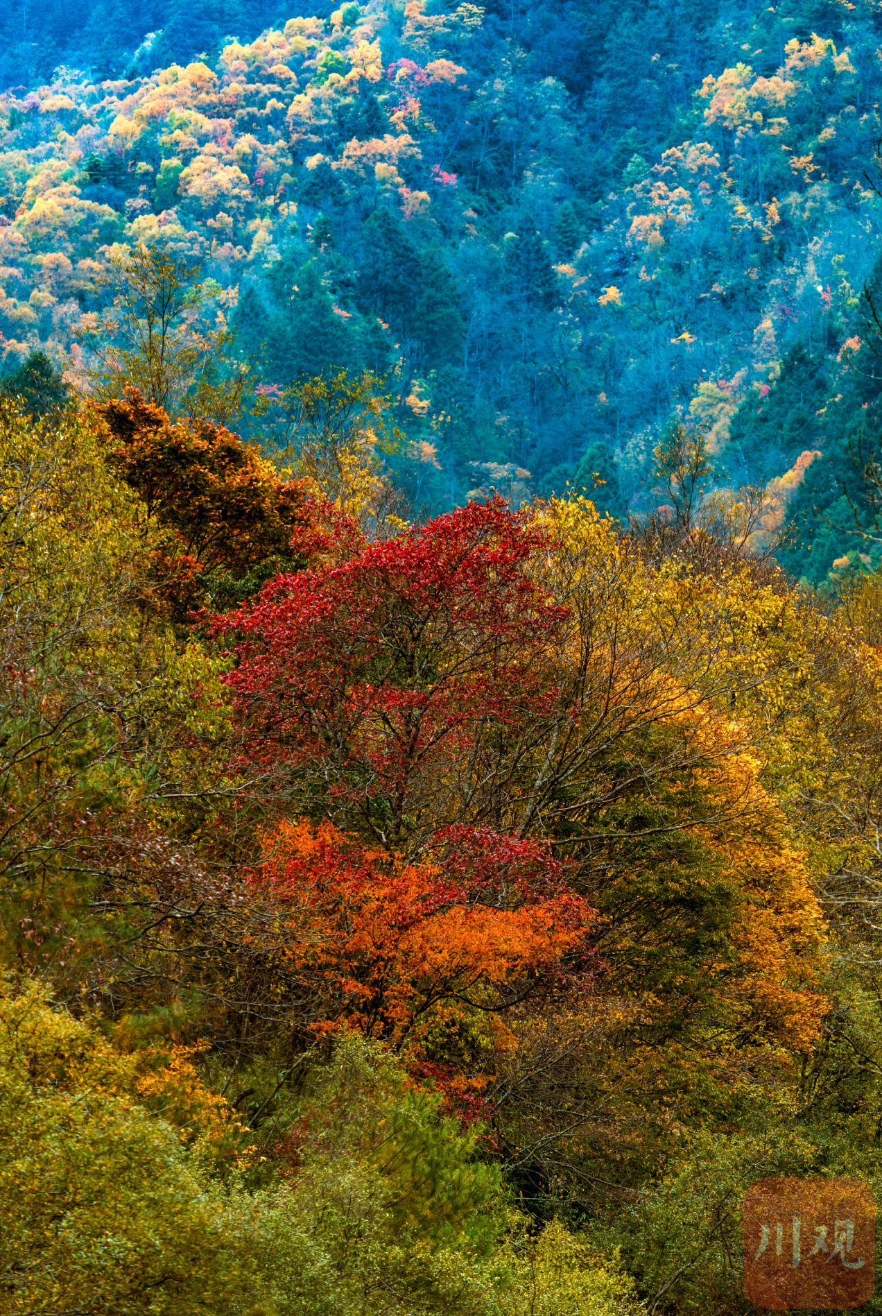 c视频丨斑斓彩林染深秋 青川唐家河换装迎金秋|秋景_新浪财经_新浪网
