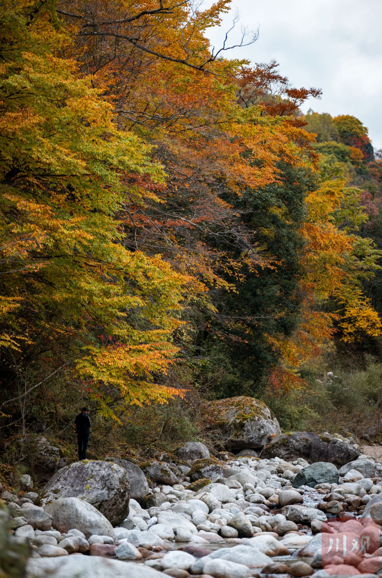 c视频丨斑斓彩林染深秋 青川唐家河换装迎金秋|秋景_新浪财经_新浪网