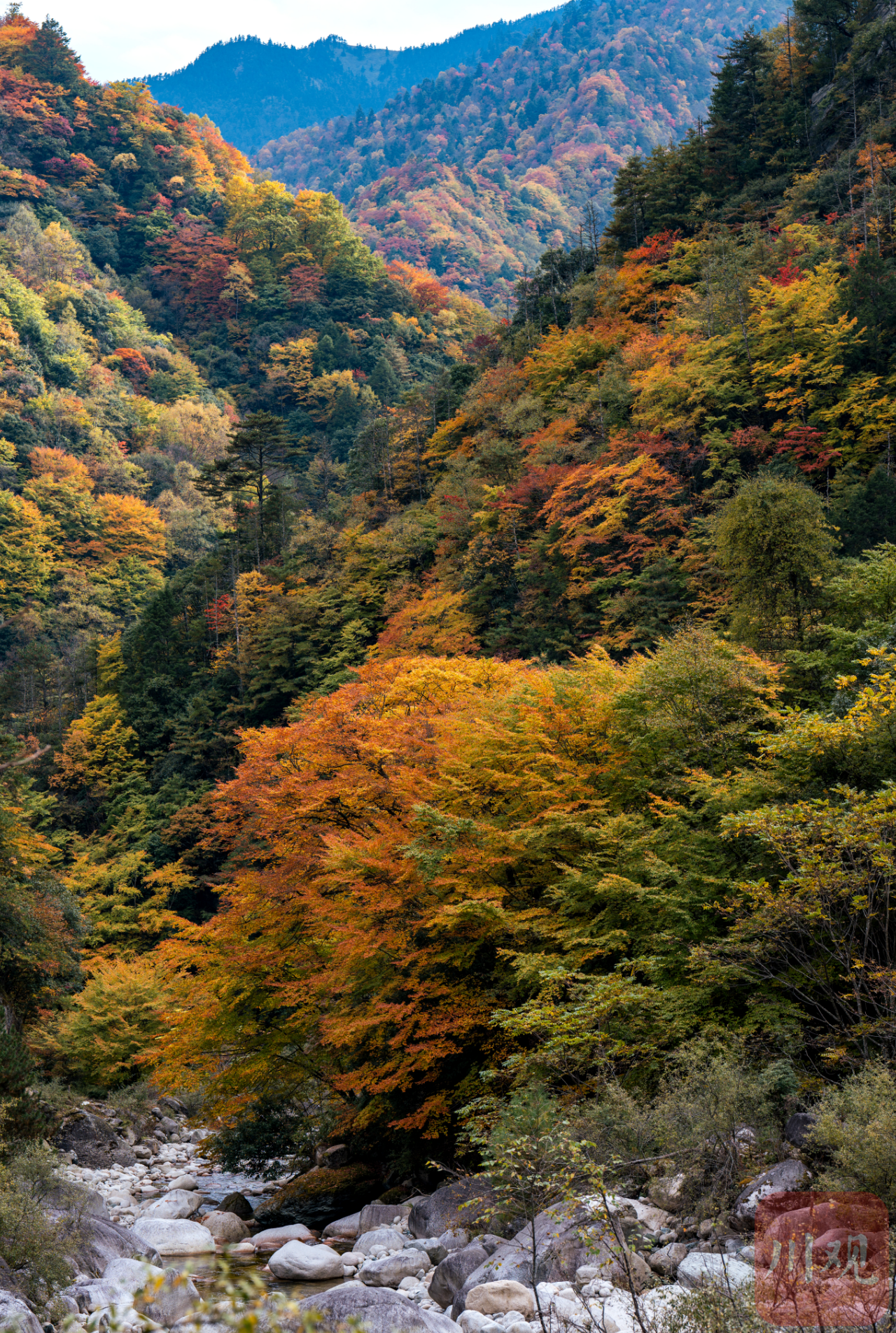 c视频丨斑斓彩林染深秋 青川唐家河换装迎金秋|秋景_新浪财经_新浪网