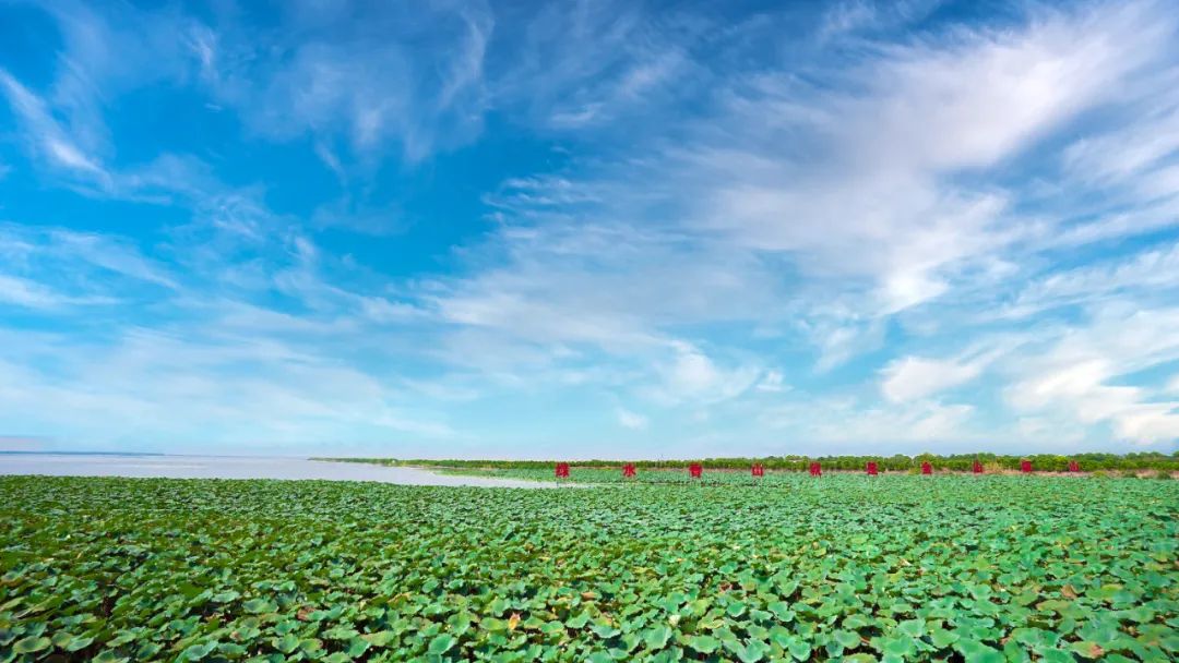 图为大通湖沿岸荷花带,李杨供图.