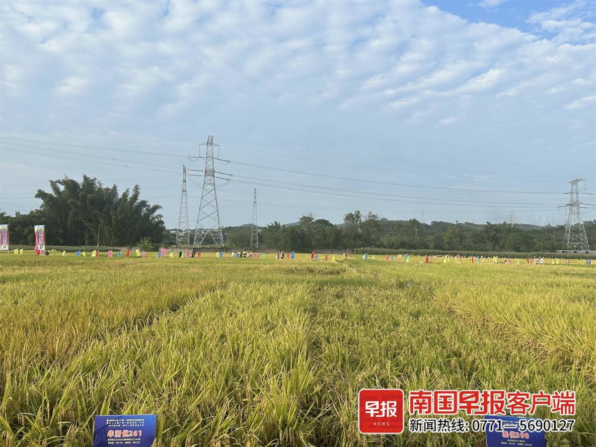 五塘镇国家级农作物品种区域试验站的水稻丰收在望.