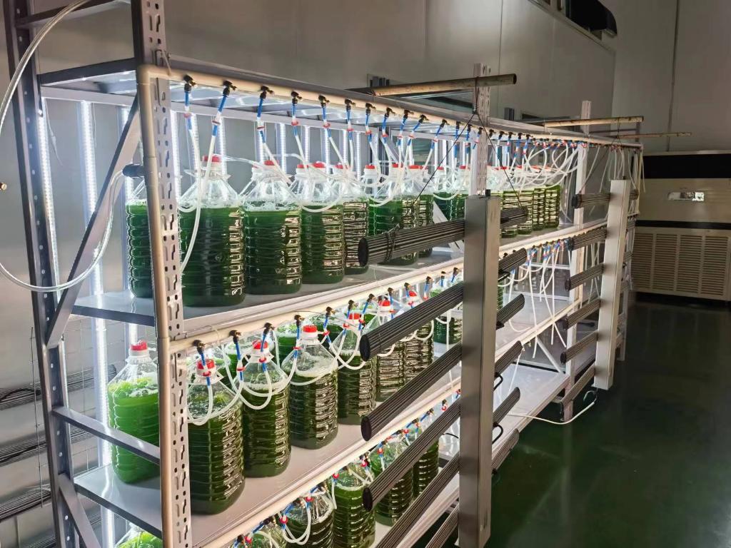 山西安泰恩懿生物科技公司一角，经过净化的焦炉尾气进入微藻培养液。新华社记者梁晓飞　摄