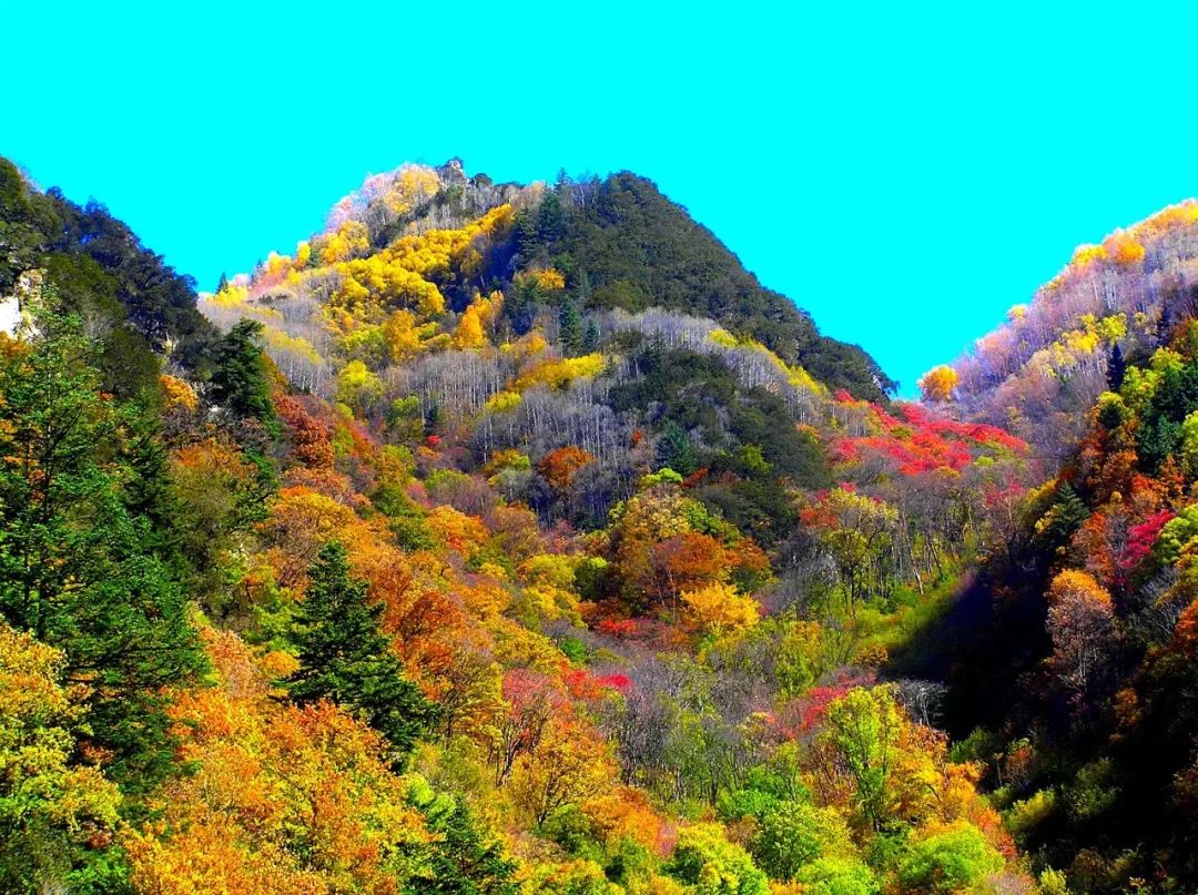 彩林来了，2022年四川红叶生态旅游节在黑水开幕_四川在线