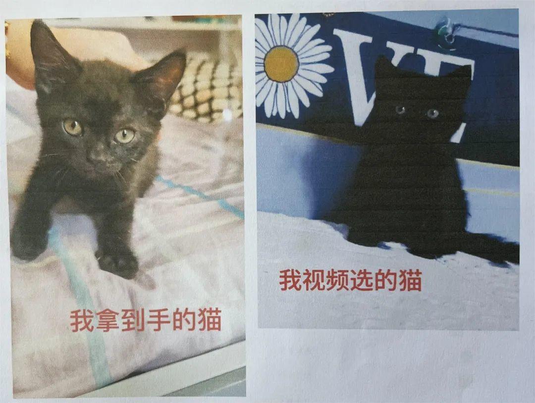 女子网购英国短毛猫收到患病“土猫”，起诉卖家敲诈经救命获赔3000元