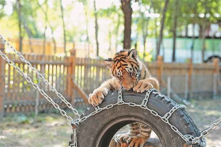 虎园:家有"猛虎"初长成_新浪财经_新浪网