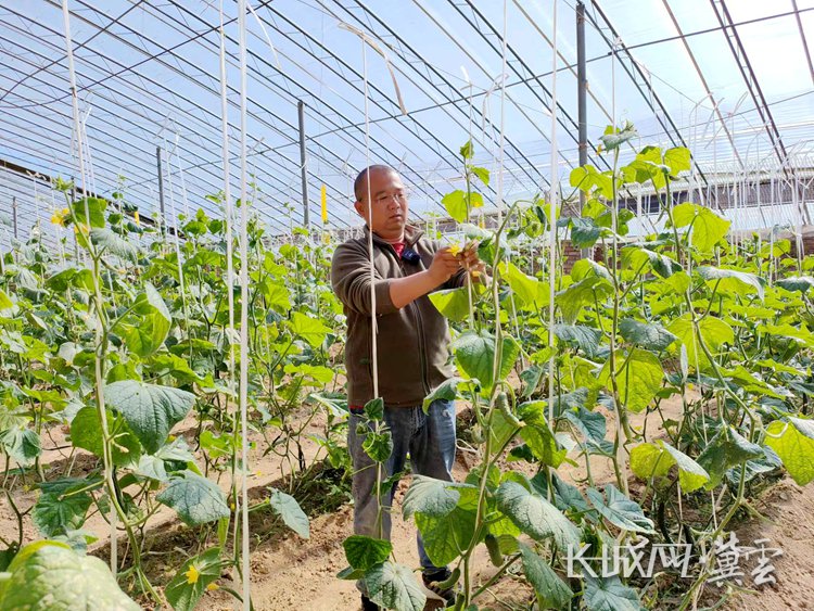 侯东东正在整理黄瓜秧。长城网·冀云客户端记者 祝雪娟 摄