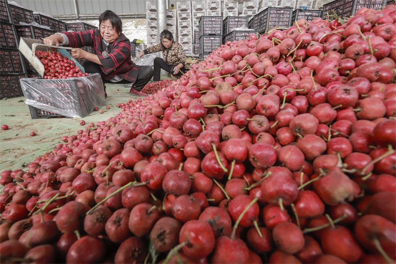 10月29日,农民在遵化市一家水果专业合作社将收购的山楂装箱,准备外运