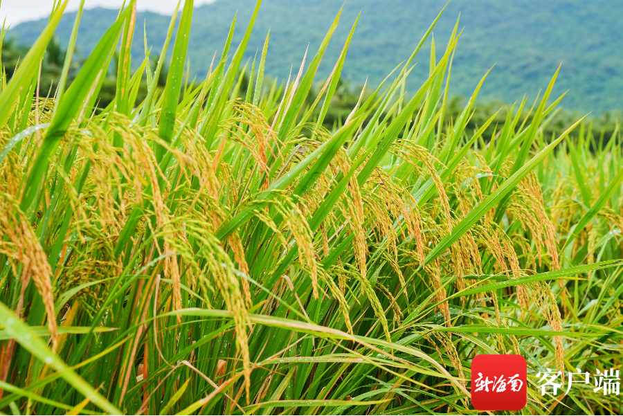 10月29日,专家田间鉴评300多水稻新品种,25个"优等生"脱颖而出.