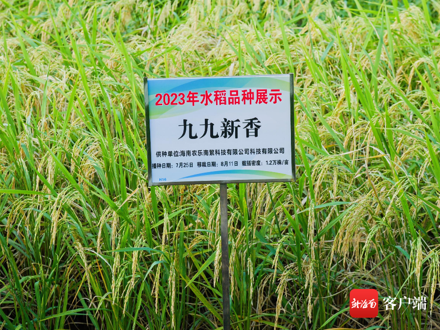 10月30日,2023年海南南繁水稻新品种展示观摩会在三亚举行.