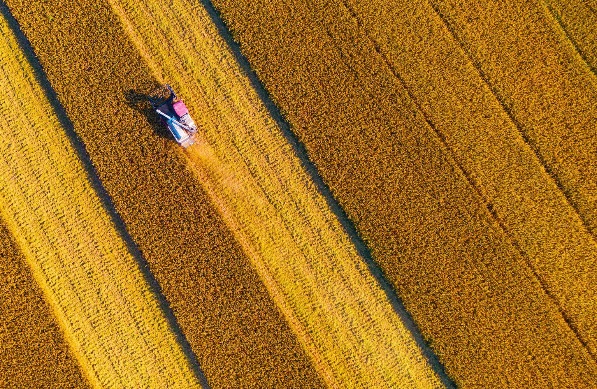 五河县申集镇黄李村高标准农田丰收景.本报通讯员 李向前 摄