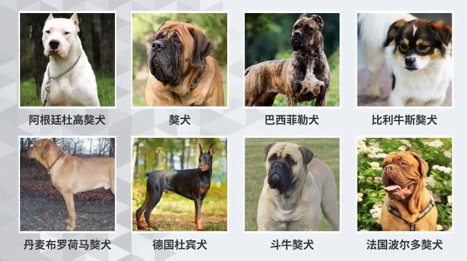 特别聚焦|在长春,20种烈性犬大型犬被列禁养"黑名单"|长春市_新浪财经