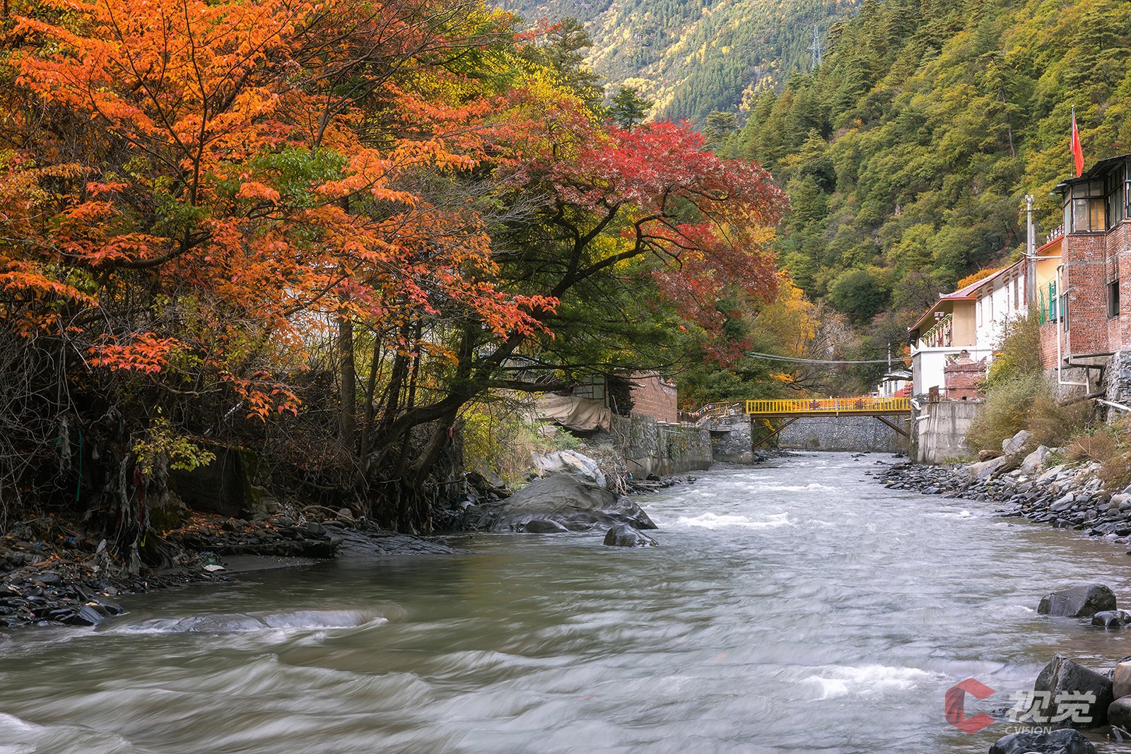 理县米亚罗:轮番上演"金秋红"川西彩林令人目不暇接|川西_新浪财经