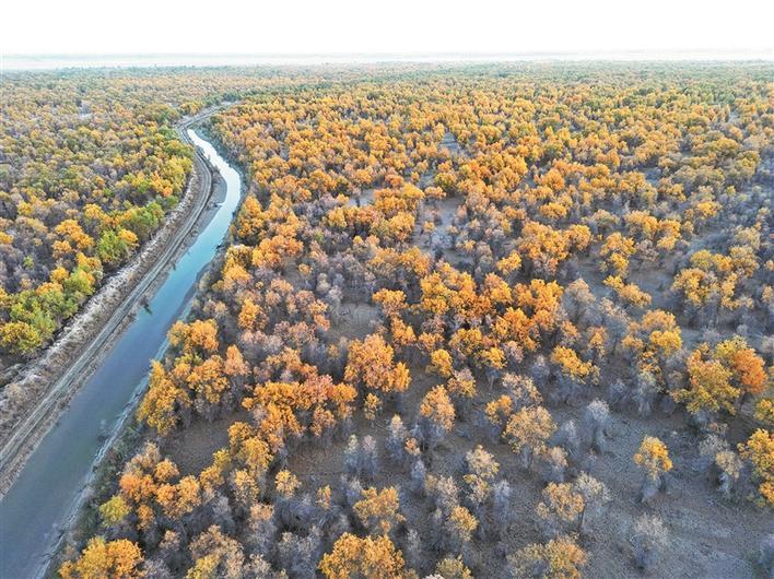 图为航拍的一师阿拉尔市辖区的大片野生胡杨(摄于10月20日). 包伟 摄