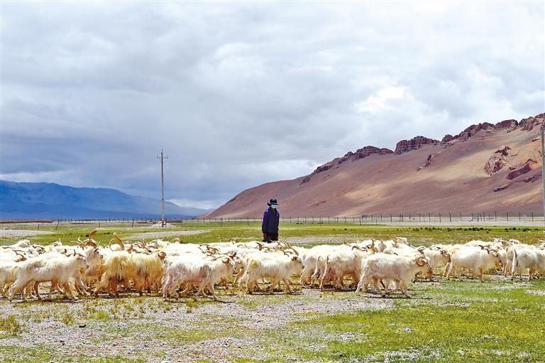 ◀阿里地区革吉县绒山羊扩繁基地饲养的白绒山羊。 本报记者 洛桑 摄