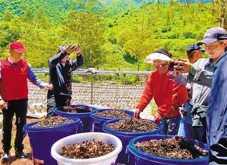 图为林芝市墨脱县格当乡布龙村群众采集的木耳. 本报记者 王敏 摄