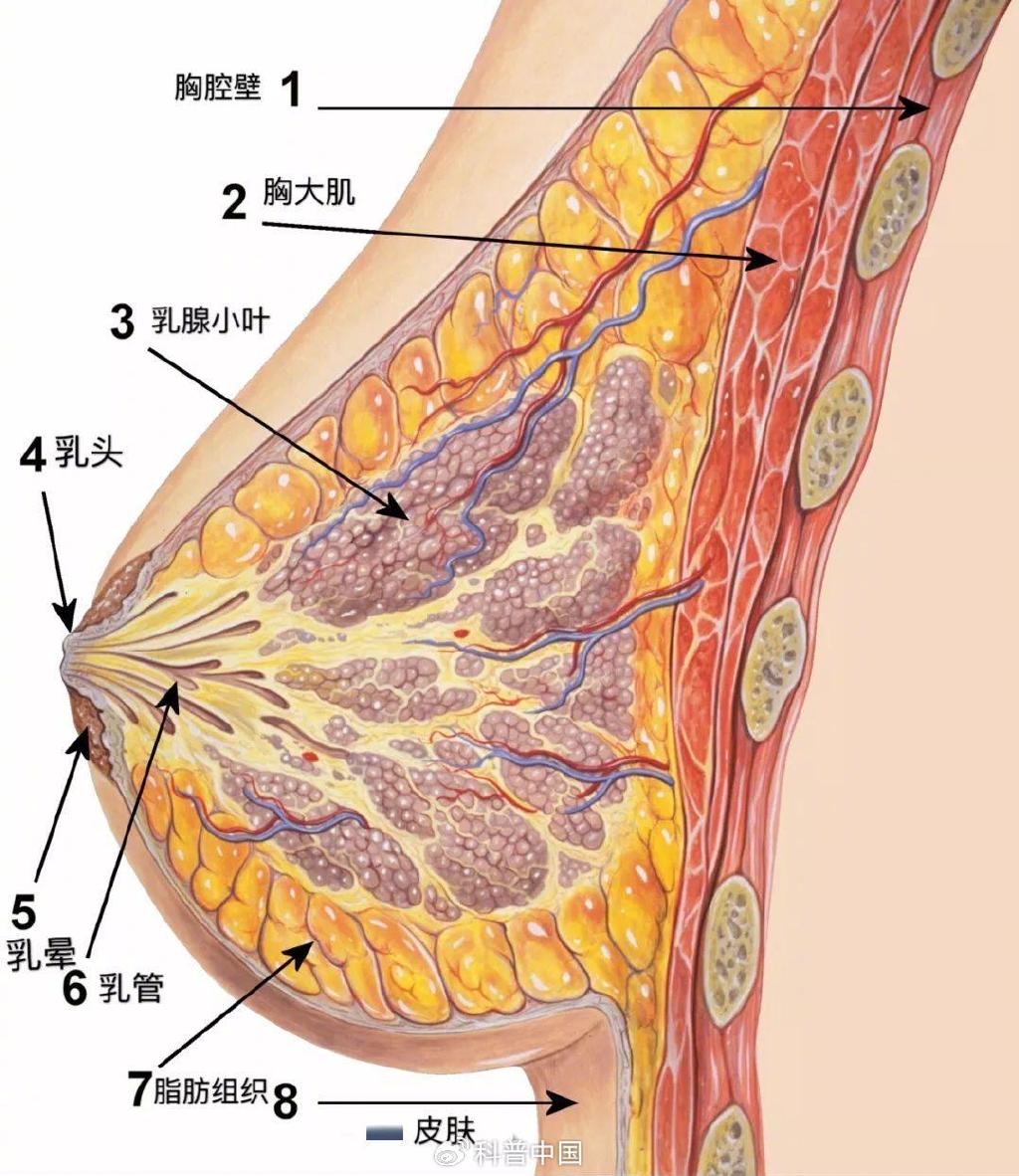 乳腺结节,乳腺增生会癌变吗?8 个高危因素要注意