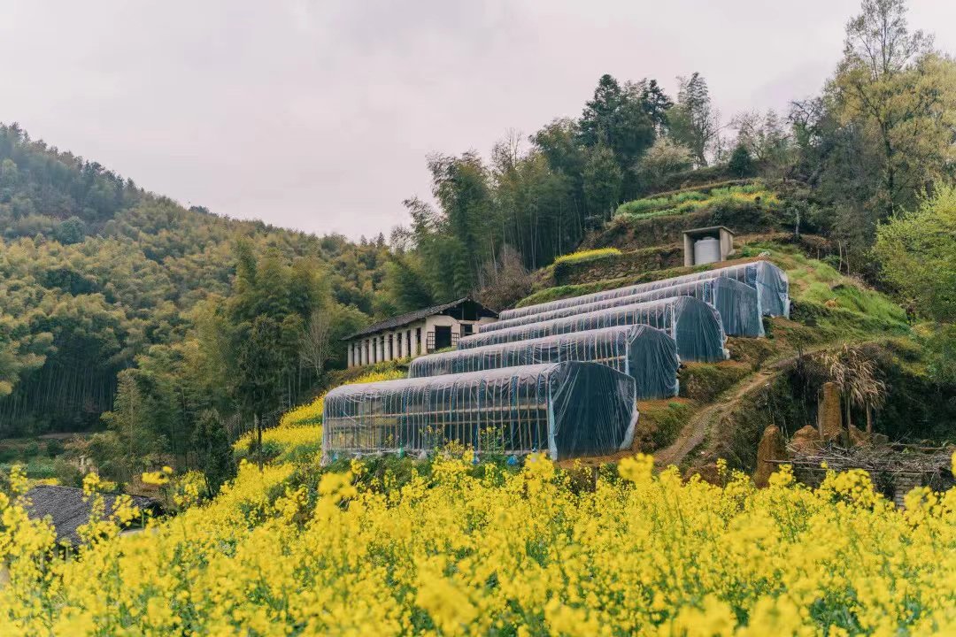 歙县徽城镇:"以兰聚力"绽放美丽经济_新浪财经_新浪网