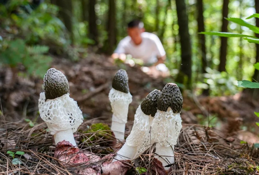 贵州加快全产业链全价值链建设推动乡村特色产业蓬勃发展