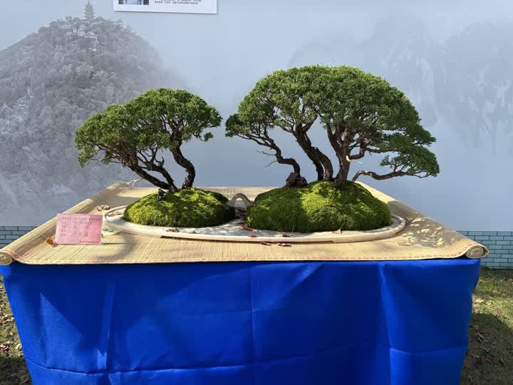 "无声的诗 立体的画" 植物园大型盆景展有看头!