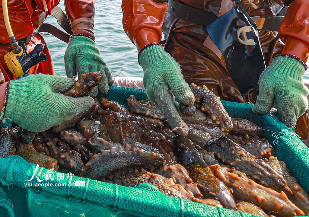 "海猛子"在忙碌着,潜水,捕捞海参,供应各地海鲜市场