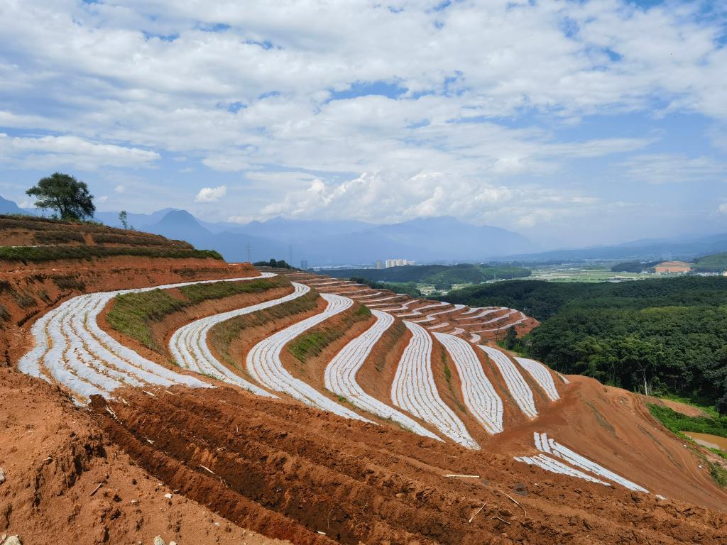 云南省临沧市耿马县的甘蔗种植基地.(邓军 摄)
