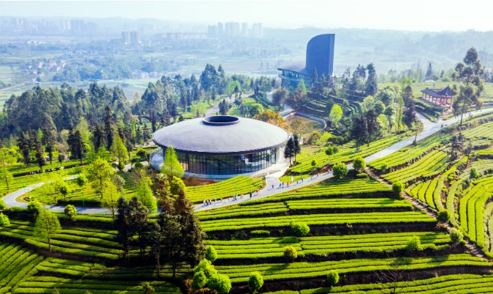 县域新气象丨这片茶山,为何淡季反而更忙了?|民宿_新浪财经_新浪网