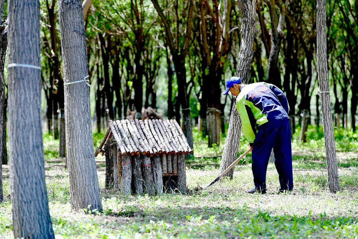 漷县集体林场内,一位工人正在劳作.记者 唐建/摄