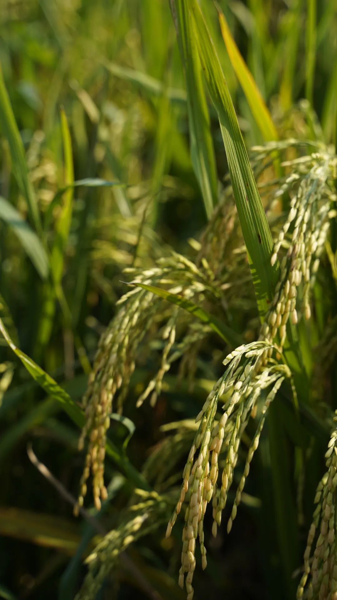 射洪舍得酿酒专用粮基地里种植的水稻&nbsp;摄影/好酒地理局视频中哪