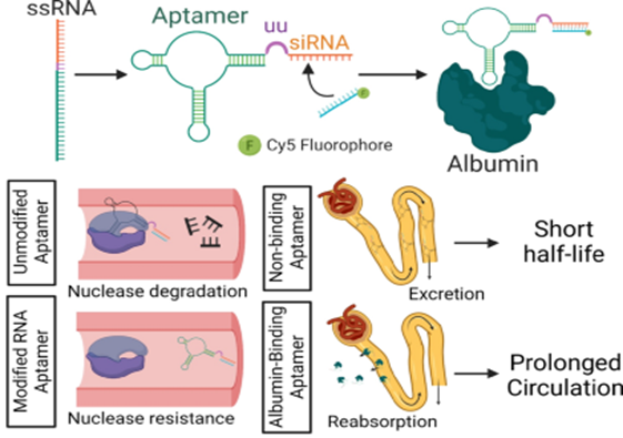 图6. 通过通过适配体(aptamer)可以增加ssRNA的药物动力学