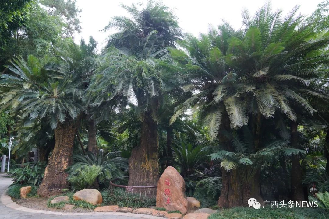 青秀山千年苏铁园的"镇园之宝"——苏铁王(左二),为树龄1360年的篦齿