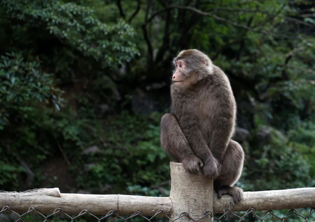 峨眉山景区中的猴子 图/中新社 郑劭淳