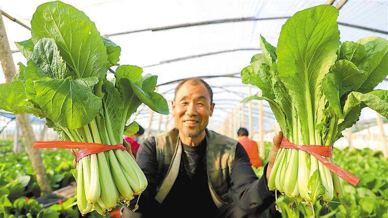 在五百户镇一处蔬菜大棚,种植户正在展示采收的小白菜.