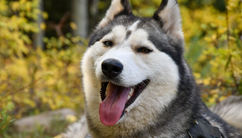从藏獒到哈士奇,在城里饲养大型犬背后的生意