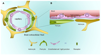 图1:血脑屏障的解剖结构
