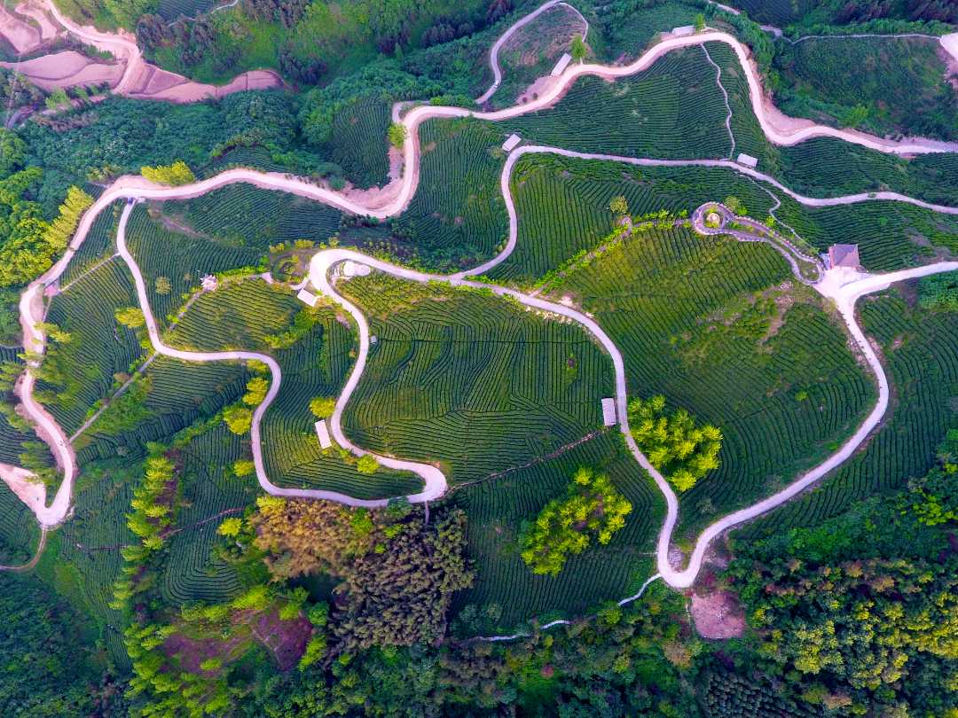 谷城县五山镇堰河村茶山一角.谢勇摄