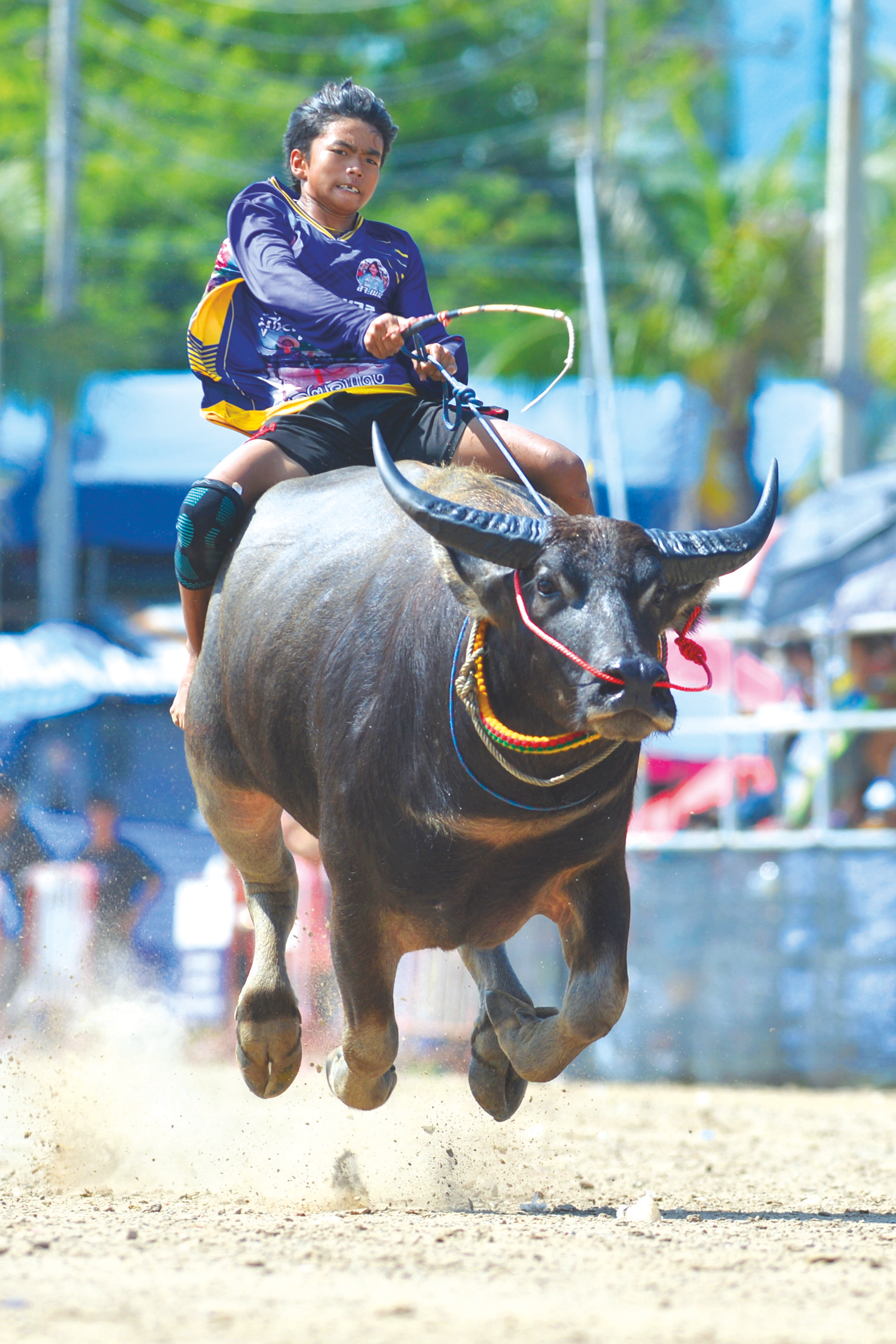 10月28日,一名男子在泰国春武里府参加骑水牛大赛.